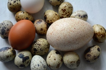 Turkey quail and chicken eggs white background