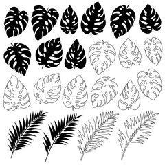 Tropical plant illustration material,
