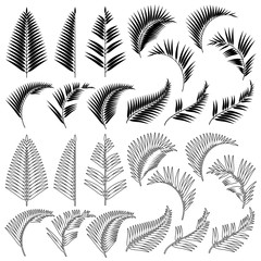 Tropical plant illustration material,