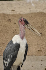 Stork