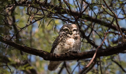 Spotted Owlet at Keoladeo National Park, Bharatpur