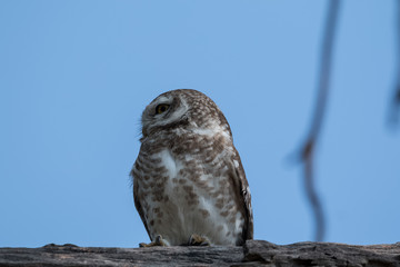 Spotted Owlet at Keoladeo National Park, Bharatpur