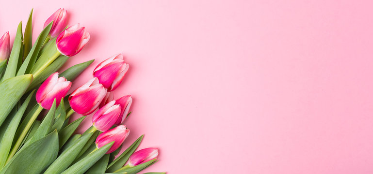 Spring Summer pink background with spring flowers. Free space. Copy space.Top view. Tulips.
