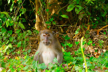 Fototapeta premium ritratto di un macaco