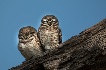 Spotted Owlet at Keoladeo National Park, Bharatpur