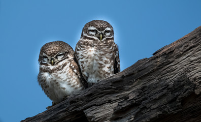 Spotted Owlet at Keoladeo National Park, Bharatpur