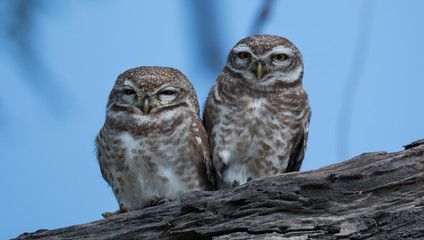 Spotted Owlet at Keoladeo National Park, Bharatpur