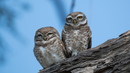 Spotted Owlet at Keoladeo National Park, Bharatpur
