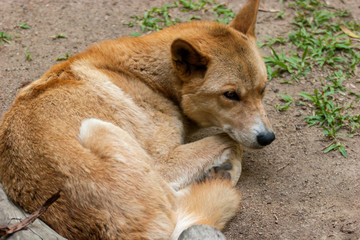portrait of a dingo liing on the ground