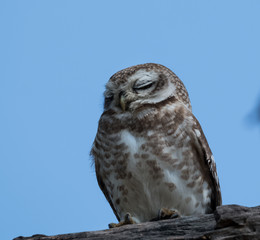 Spotted Owlet at Keoladeo National Park, Bharatpur