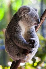 koala sittin in a tree