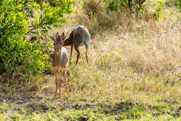 A Dik Dik pair grazing in the bushes of Masai Mara National Reserve during a wildlife safari