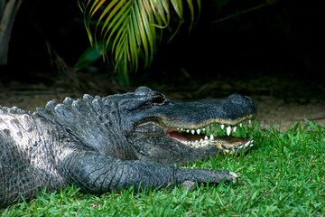 crocodile with mouth open 