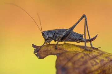 The dark bush-cricket Pholidoptera griseoaptera in Czech Republic