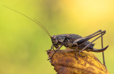The dark bush-cricket Pholidoptera griseoaptera in Czech Republic