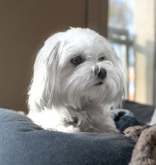 Maltese on couch