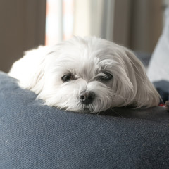 Lazy Maltese