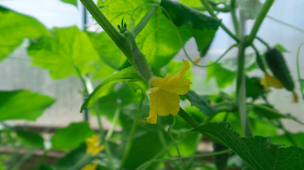 Fototapeta na wymiar cucumbers in the greenhouse
