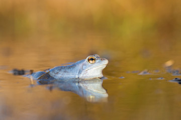 Fototapeta premium Mating The Moor frog Rana arvalis in Czech Republic