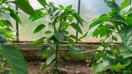 green peppers growing in the greenhouse