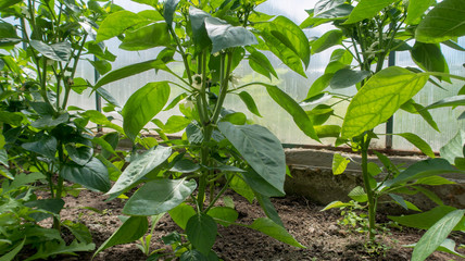 green peppers growing in the greenhouse