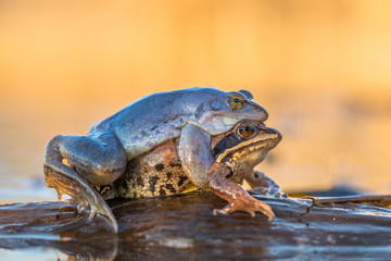 Mating The Moor frog Rana arvalis in Czech Republic