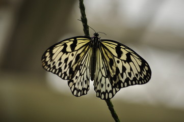 butterfly