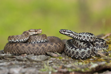 Pair of European viper Vipera berus in Czech Republic, female and male together