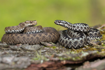 Pair of European viper Vipera berus in Czech Republic, female and male together