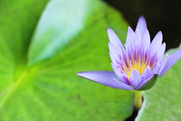 Obraz premium Beautiful lotus in the pond with nature