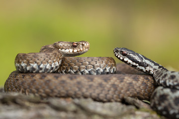 Pair of European viper Vipera berus in Czech Republic, female and male together