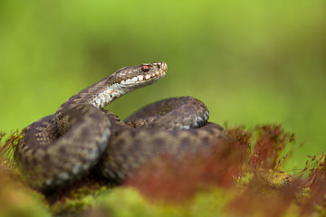 European viper Vipera berus in Czech Republic