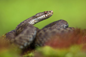 European viper Vipera berus in Czech Republic