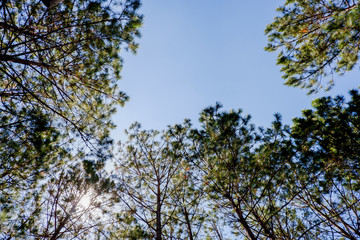 pine trees