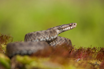 European viper Vipera berus in Czech Republic