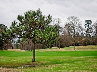Fototapeta na wymiar Pine Tree in Golf Course