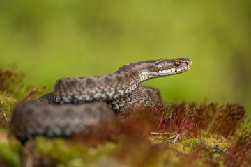 European viper Vipera berus in Czech Republic