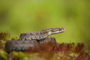 European viper Vipera berus in Czech Republic