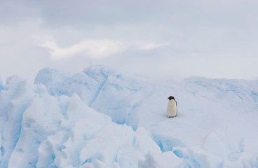 adelie penguin on an iceberg