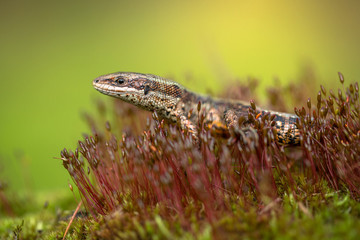 The viviparous or common lizard Zootoca vivipara in Czech Republic
