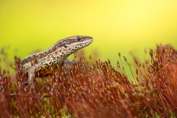 The viviparous or common lizard Zootoca vivipara in Czech Republic