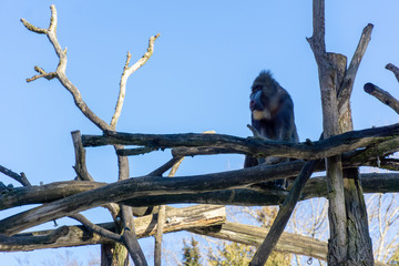 Mandrills