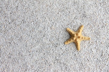 Fototapeta na wymiar The yellow starfish is on small, light gray pebbles