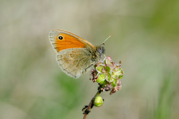 Small Heath