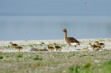 Graylag Goose (Anser anser) with goslings in Neusiedler See National Park, Austria