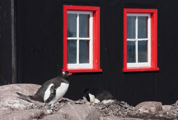 gentoo penguins nesting outside the Post Office of Port Lockroy