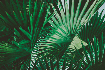 Palm Leaves. Vintage background. Retro toned poster. © sk901