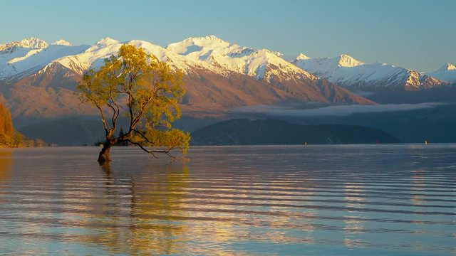 The Lonely tree of Lake Wanaka and snowy Buchanan Peaks, South Island, New Zealand