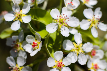 Spring cherry blossom in the garden. Gardening and farm trees. white flowers Stock background, photo