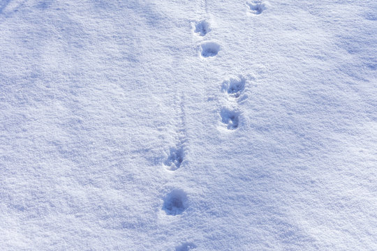 Animal tracks in the snow